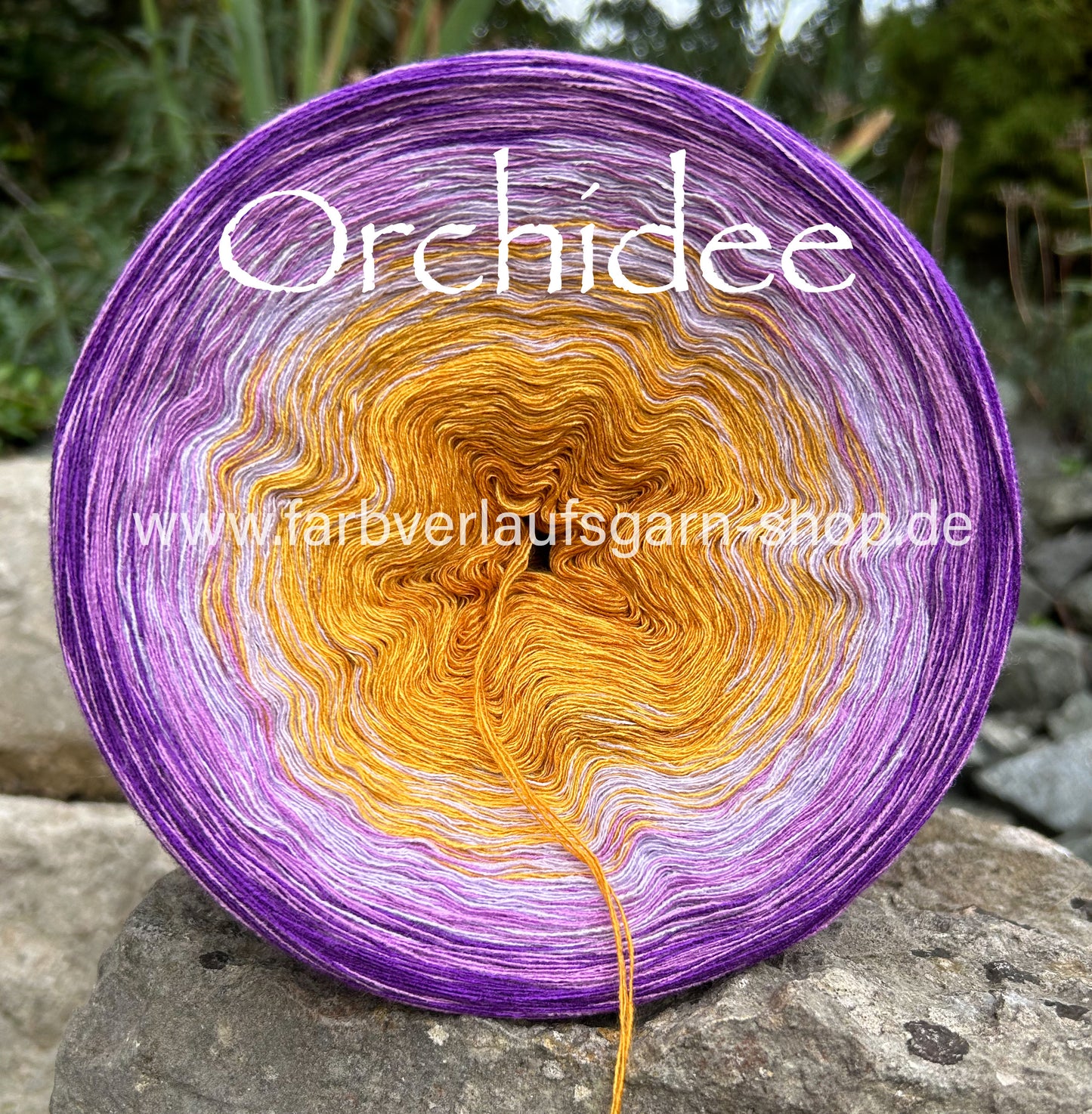 Orchidee