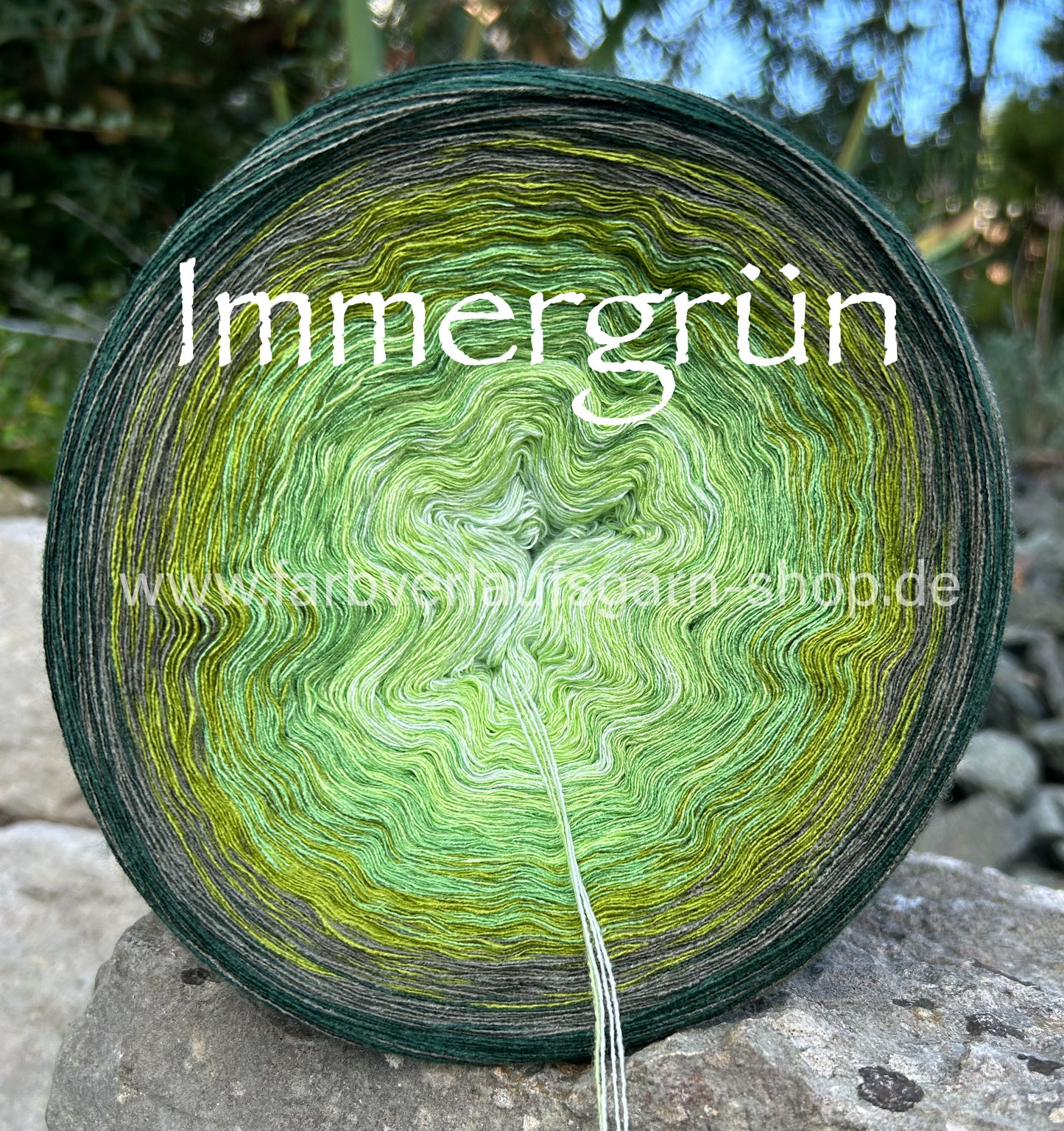 Immergrün