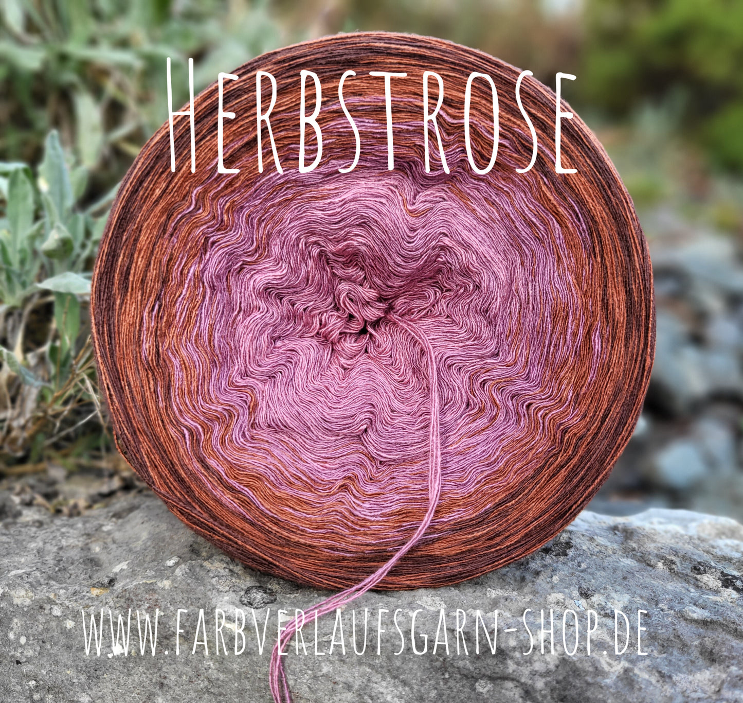 Herbstrose