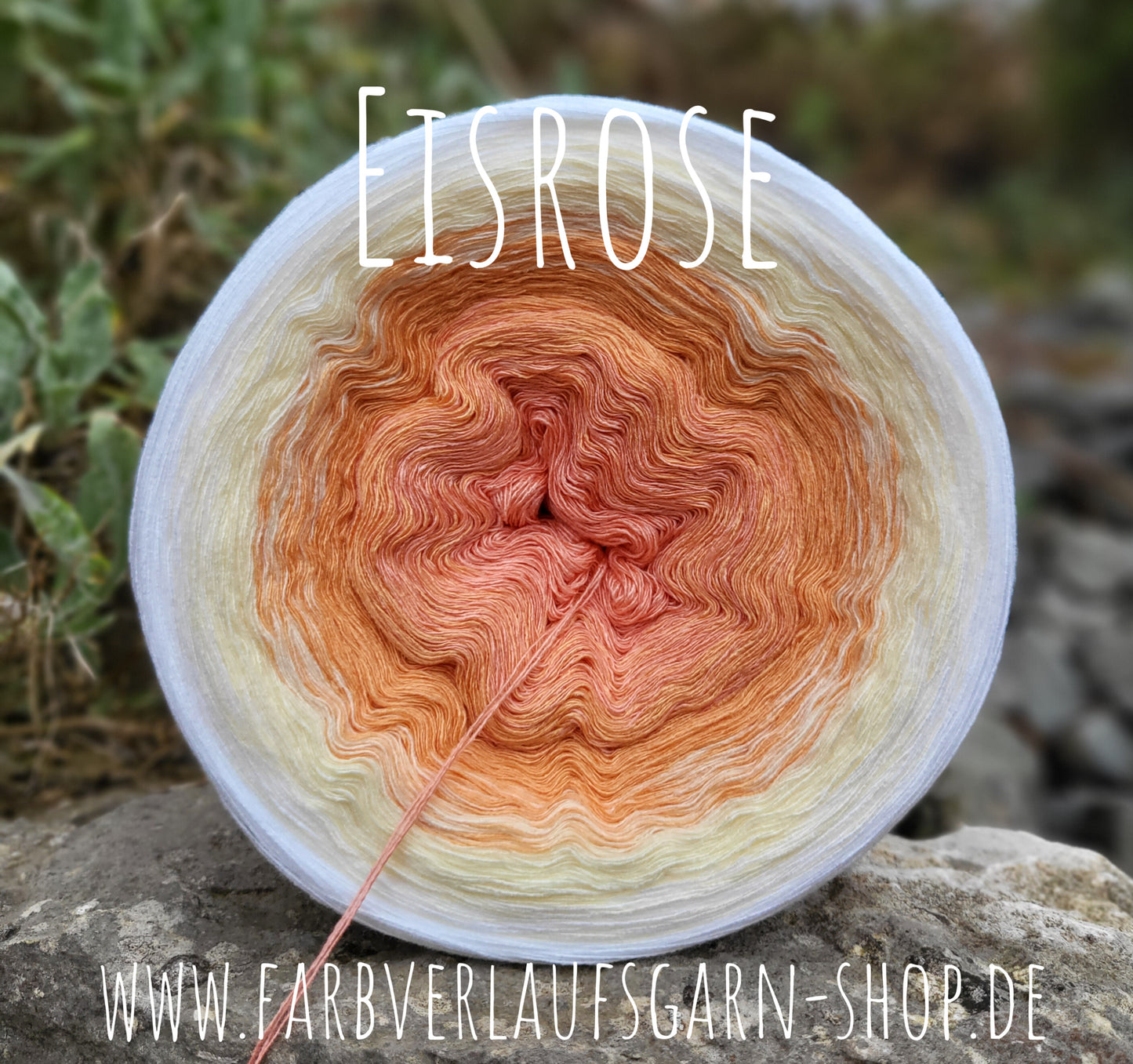 Eisrose