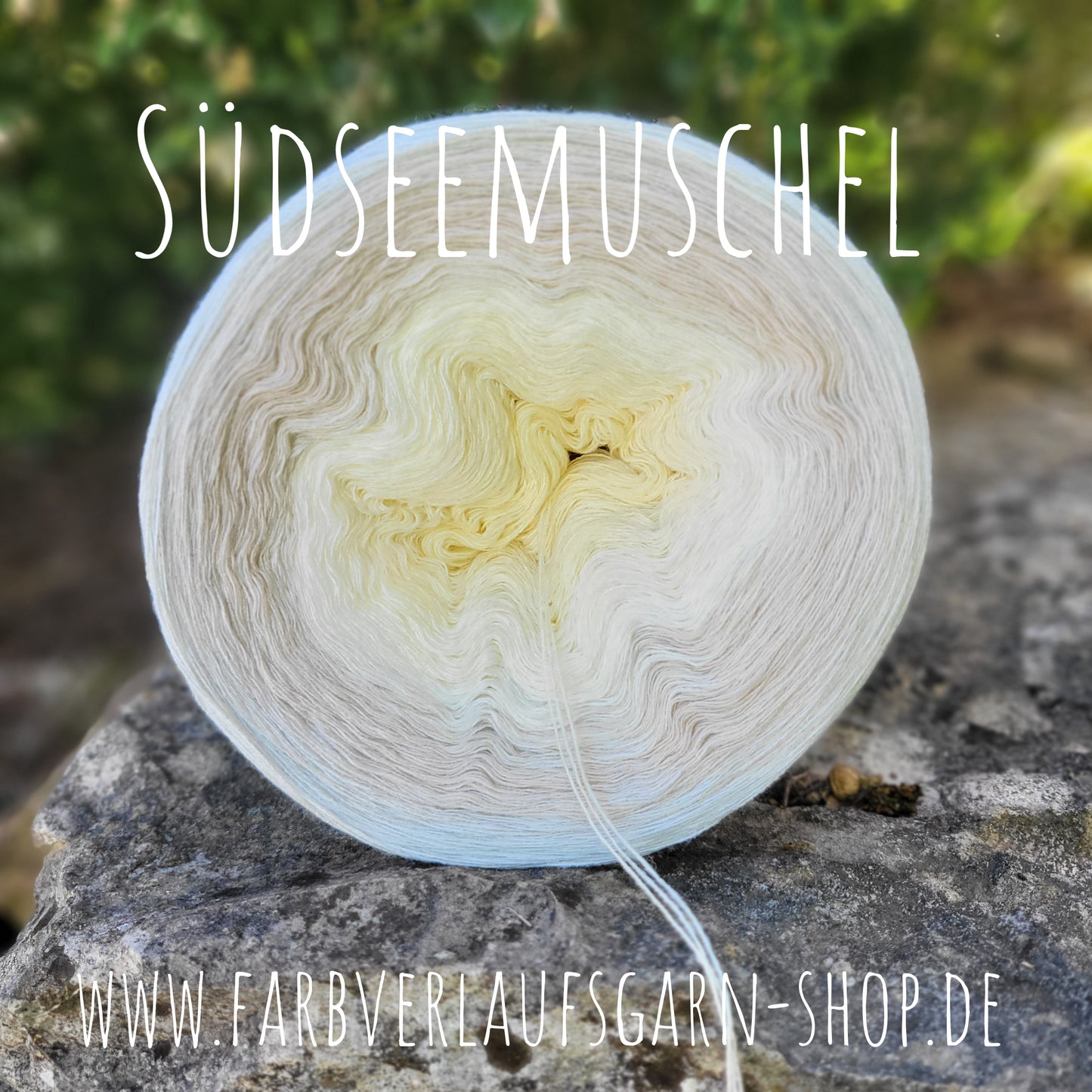 Südseemuschel